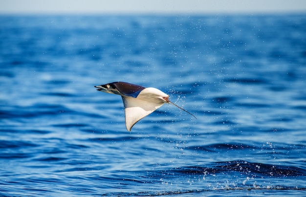 Mobula Ray springt aus dem Wasser. Mexiko