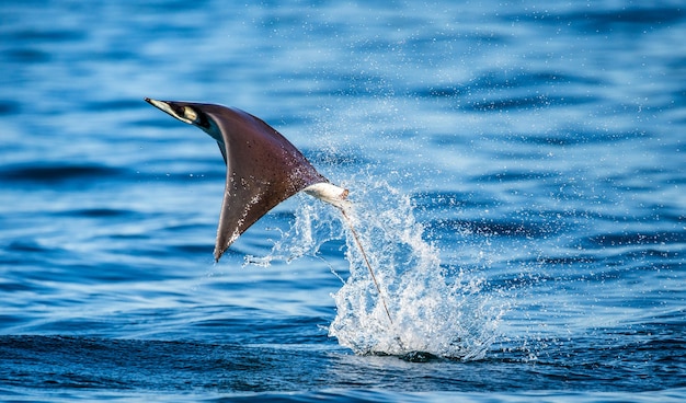 Mobula Ray springt aus dem Wasser. Mexiko