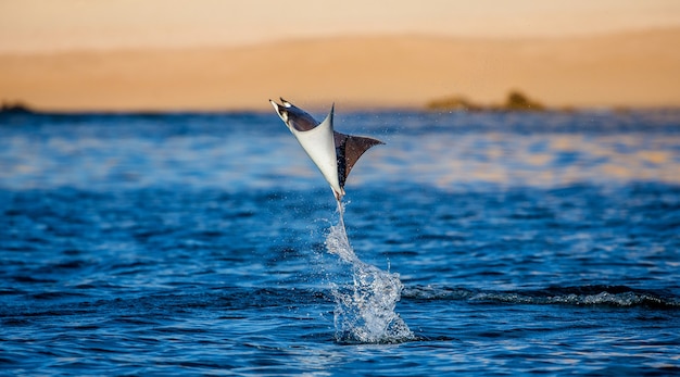 Mobula Ray springt aus dem Wasser. Mexiko