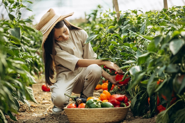 Moça colhendo legumes em estufa