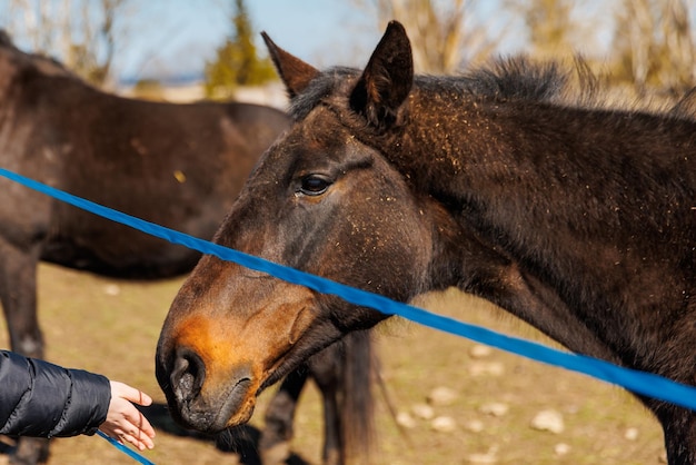 Moça com cavalo no rancho