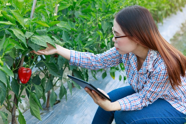 Moça que verifica plantas da pimenta de sino da qualidade pela tabuleta. conceito de agricultura e produção de alimentos.