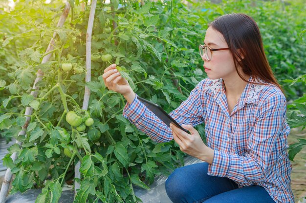 Moça que verifica plantas de tomate da qualidade pela tabuleta.