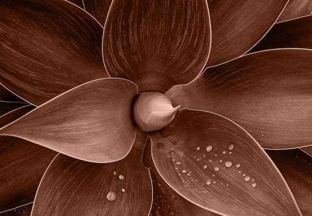 Mocha mousse color del año 2025 primer plano flor de la planta de agave