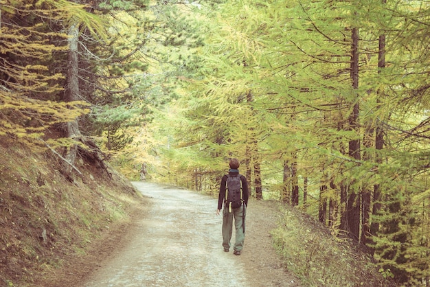 Mochilero caminando en el bosque de alerces de los Alpes franceses italianos. Colorida temporada de otoño. Imagen tonificada y sin contraste.