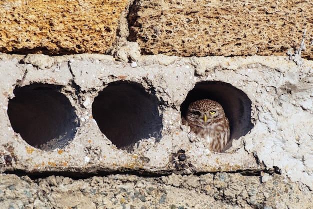 Mochuelo, Athena Noctua mira por su agujero.