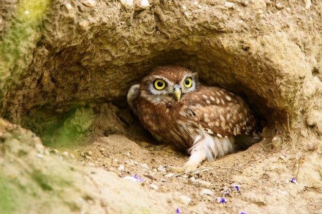 Mochuelo Athene noctua en un agujero