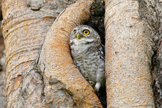 Mochuelo manchado Atenea brama Aves en el hueco del árbol