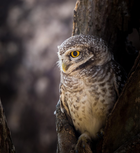 Mochuelo manchado Athene brama En el agujero en el árbol