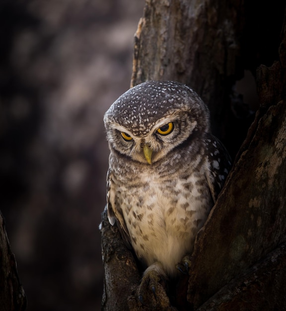 Mochuelo manchado Athene brama En el agujero en el árbol