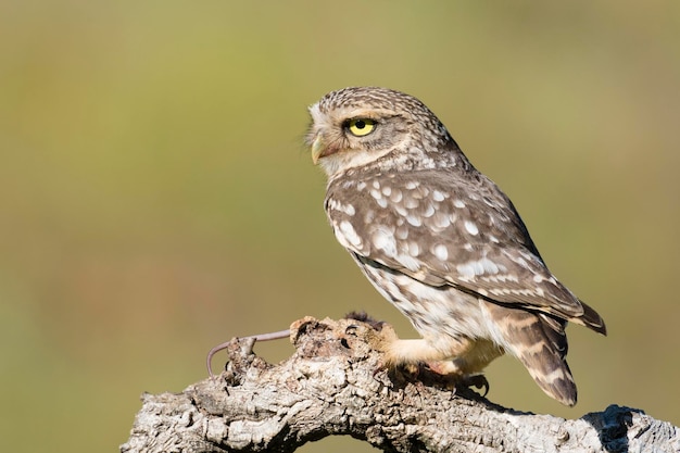 Mochuelo o lechuza de Minerva Athene noctua Córdoba España