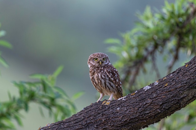 Mochuelo o Lechuza de Minerva (Athene noctua) Málaga, España