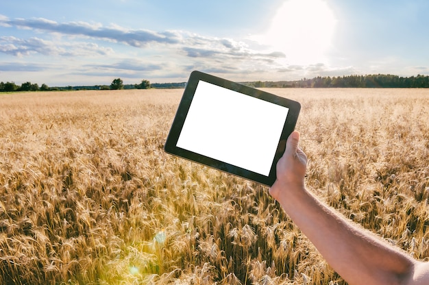 Mock-up-Tablet in den Händen eines Mannes. Vor dem Hintergrund eines Feldes mit Weizenähren bei sonnigem Wetter.