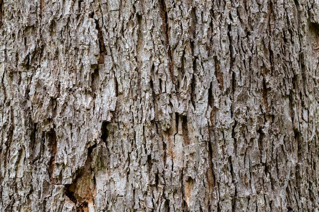 Mockernut Hickory-Baumrinde, auch bekannt als Carya tomentosa, gehört zur natürlichen Holzstruktur der Hickory-Familie