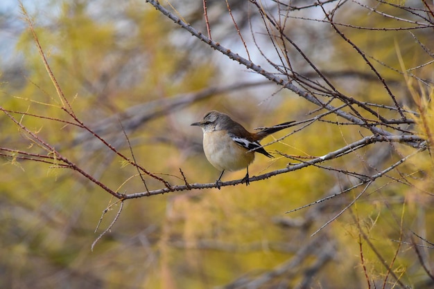 Mockingbird com faixas brancas La Pampa Patagônia Argentina