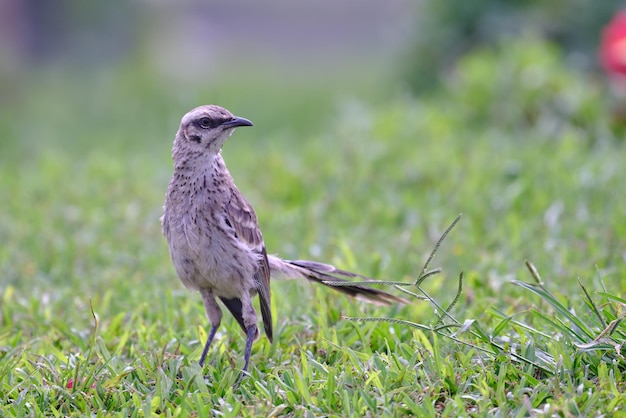 Mockingbird de cauda longa Mimus longicaudatus empoleirado na grama verde fresca