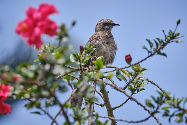 Mockingbird de cauda longa Mimus longicaudatus empoleirado nos ramos de um arbusto entre flores