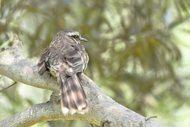 Mockingbird de cauda longa