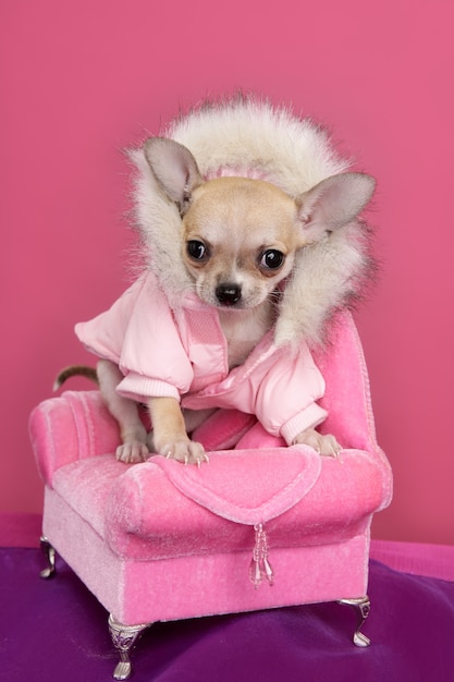 Moda chihuahua perro barbie estilo sillón rosa