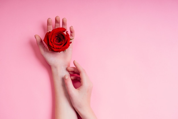 Moda mano mujer cosmética natural, rosa roja hermosa manzanilla flores hojas y espinas mano cuidado de la mano. Día de San Valentín brazo chica estudio tiro fondo rosa