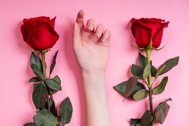 Foto moda mano mujer cosmética natural, rosa roja hermosa manzanilla flores hojas y espinas mano cuidado de la mano. día de san valentín brazo chica estudio tiro fondo rosa