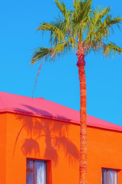 Mode tropische Lage. Palme und Schatten. Orangenhaus. Kanarische Inseln. Reise-Werbebanner-Hintergrundbild