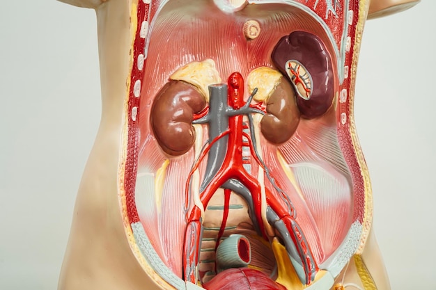 Modell der menschlichen Anatomie der Niere für den medizinischen Studiengang