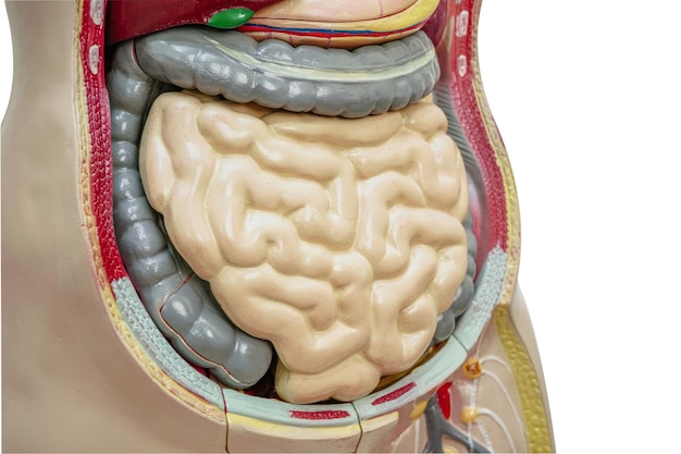 Foto modell der menschlichen anatomie des darms oder darms für den medizinischen studiengang