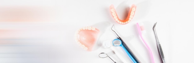 Modell von Zähnen und Zahnfleisch eines Zahnarztes