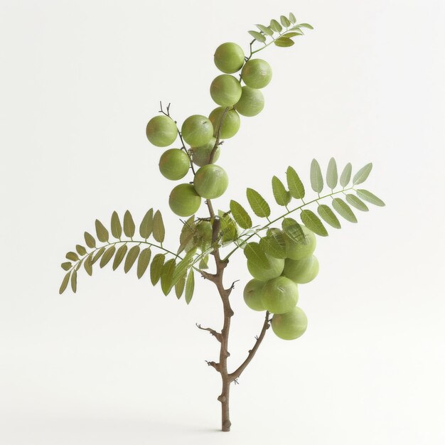 Foto modelo 3d detallado de un árbol que produce frutas verdes aisladas sobre un fondo blanco