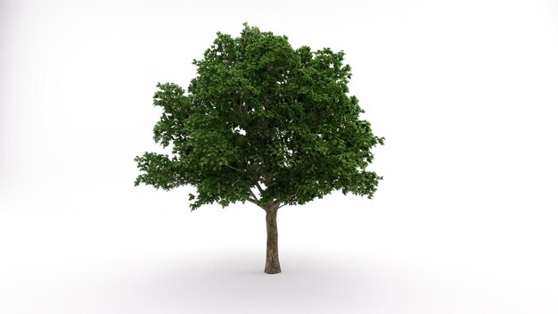 Modelo 3d Árbol con fondo blanco.