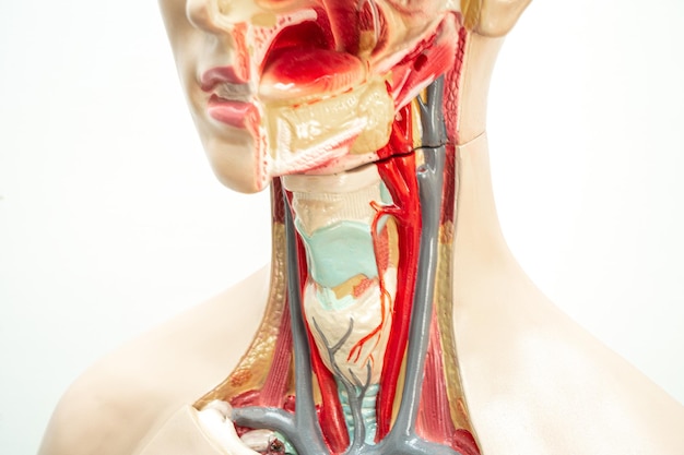 El modelo de anatomía de la faringe y la laringe de la garganta para el curso de formación médica que enseña educación médica.