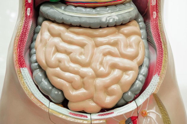 Foto modelo de anatomía humana del intestino o del intestino para el curso de educación médica de estudio