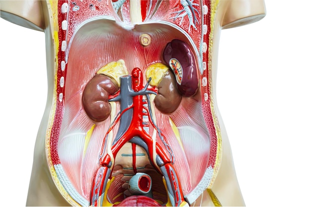 Modelo de anatomía humana del riñón para el curso médico de educación de estudio.