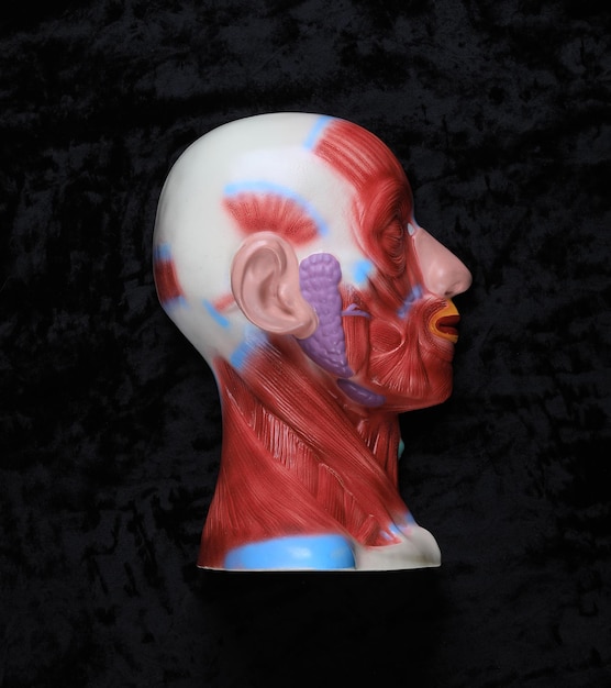 Foto modelo de anatomía médica cabeza humana sobre fondo negro
