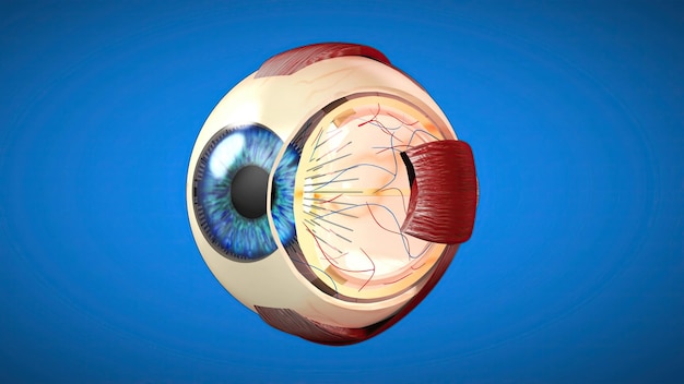Modelo anatómico 3D de un ojo