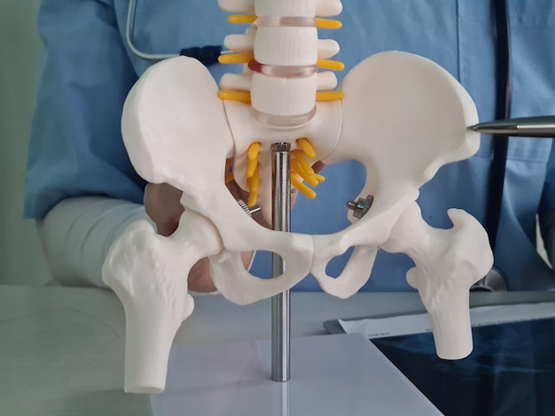 Foto modelo anatómico de la columna lumbar con hueso pélvico