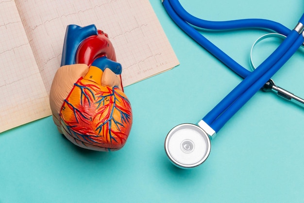 Modelo anatómico de corazón humano con estetoscopio y cardiograma sobre fondo azul