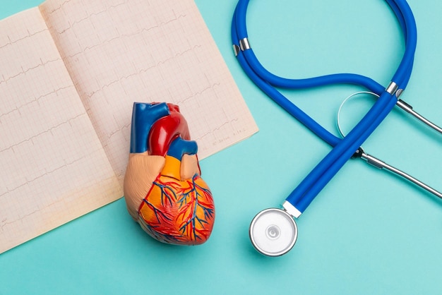 Modelo anatómico de corazón humano con estetoscopio y cardiograma sobre fondo azul