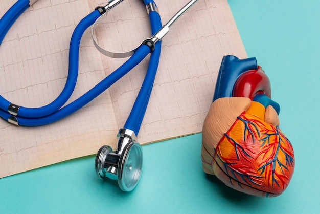 Modelo anatómico de corazón humano con estetoscopio y cardiograma sobre fondo azul