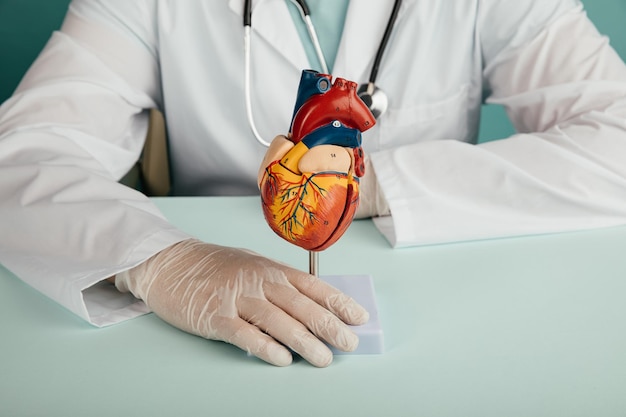 Foto modelo anatômico do coração em uma mesa e um médico