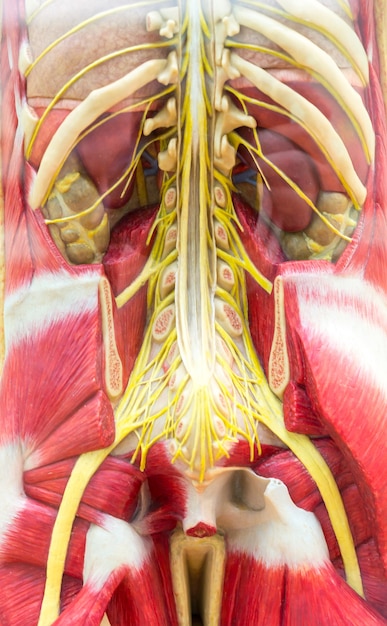 Foto modelo anatômico do corpo humano, esqueleto e sistema muscular.