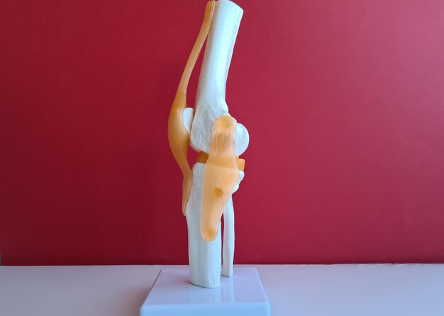 Modelo de articulación de rodilla humana en blanco y amarillo en mesa blanca contra fondo rojo.