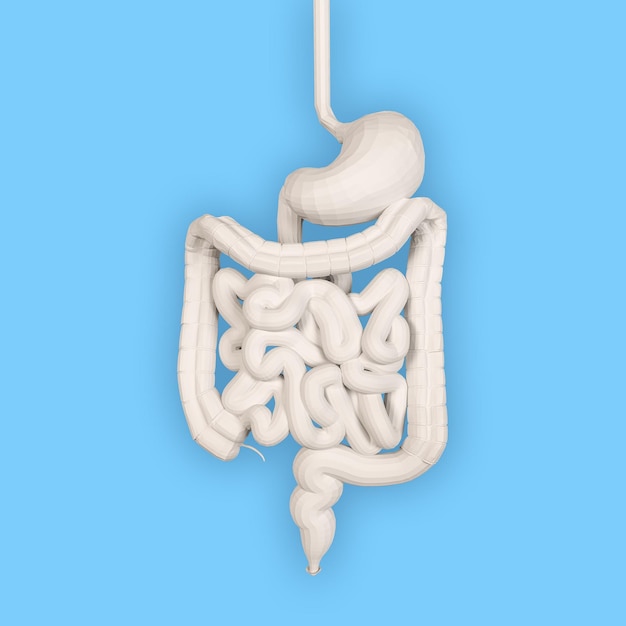 Foto modelo branco volumétrico do intestino em um fundo azul. renderização 3d.