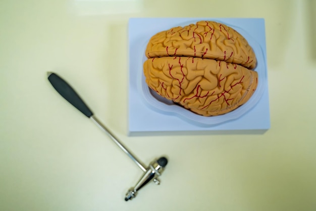 Modelo cerebral na mesa Conceito de neurocirurgia Hummer de neurocirurgia