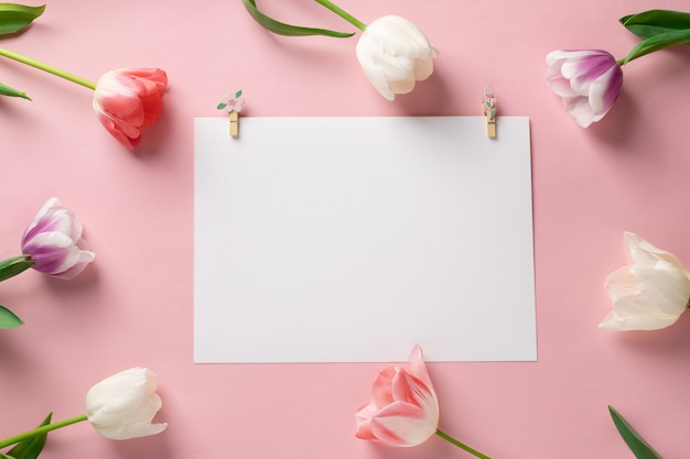 Modelo com papel branco em branco, com flores coloridas em um fundo rosa. Cartão postal com tulipas para qualquer evento com espaço para texto.