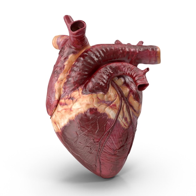 Foto modelo de corazón humano en 3d archivo psd anatomía humana realista