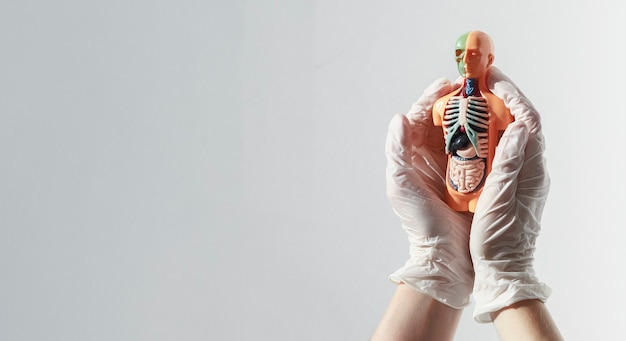Modelo de cuerpo humano con órganos en el interior sobre banner blanco con espacio de copia