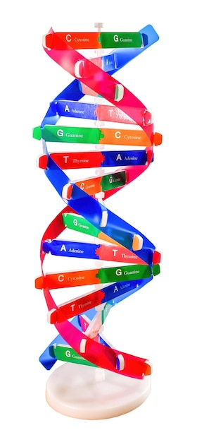 Foto modelo da estrutura do dna molécula composta por duas cadeias