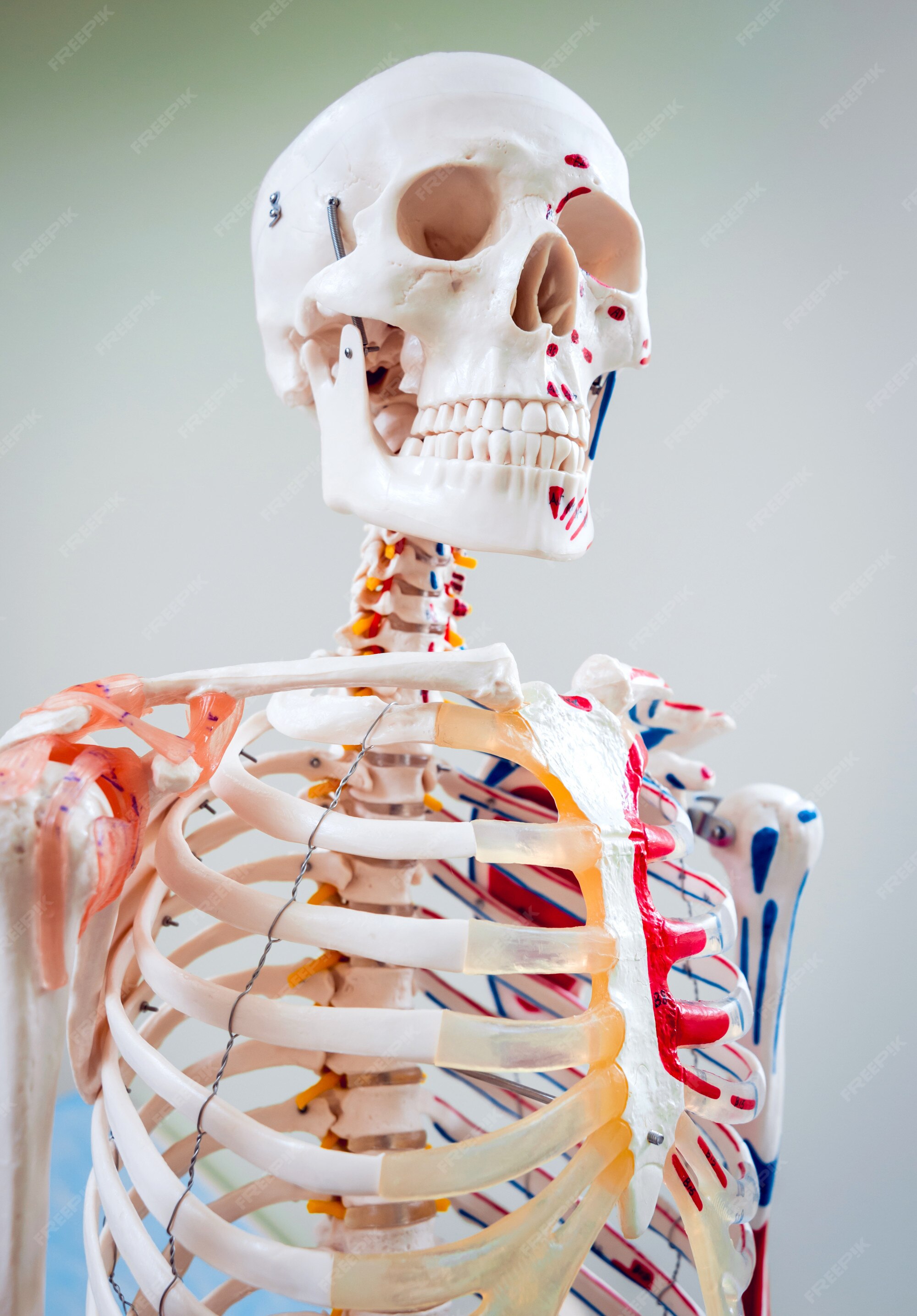Modelo de anatomia humana. consultório médico. | Foto Premium